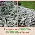 thumbnail image 3 of Harris Seeds - Dusty Miller Silverdust | Silvery-White Foliage Flower - 50 Seeds, 3 of 7