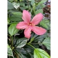 thumbnail image 3 of Hibiscus Snow Queen, 2" Plant, The Plant Farm, 3 of 3