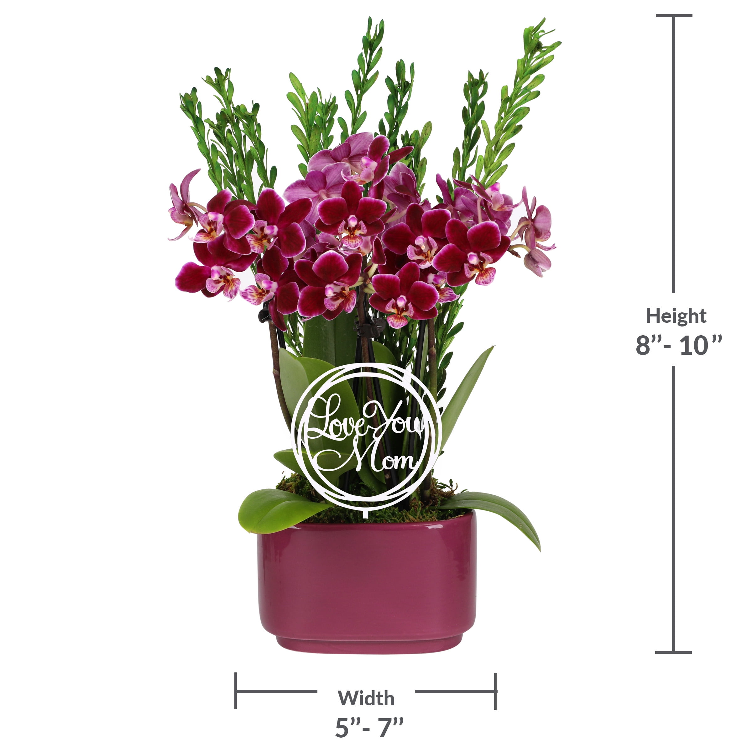 Live 4in Dark Purple Orchid Duo in Purple Pot with 'Love You Mom" Pick and Preserved Green - Perfect Gift