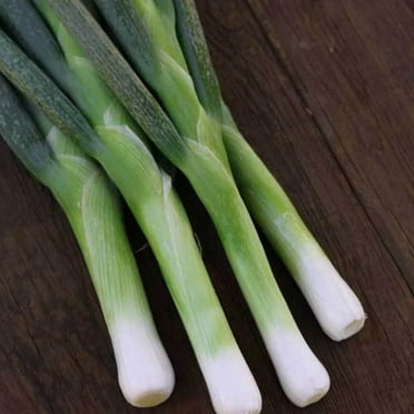 Organic Flagpole Scallion Seeds - 500 Mg Packet ~150 Seeds - Organic, Heirloom, Open Pollinated, Non-GMO, Farm & Vegetable Gardening Seeds
