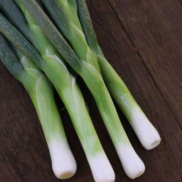 Organic Flagpole Scallion Seeds 500 Mg Packet 150 Seeds Organic Heirloom Open Pollinated Non Gmo Farm Vegetable Gardening Seeds Walmart Com Walmart Com