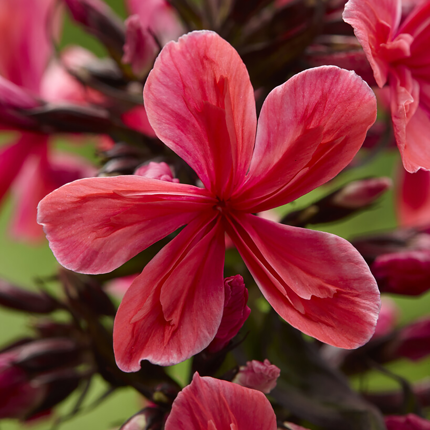 Van Zyverden Tall Phlox Paniculata Cleopatra Set of 9 Plant Roots Pink Partial Sun Fragrant 2 lb