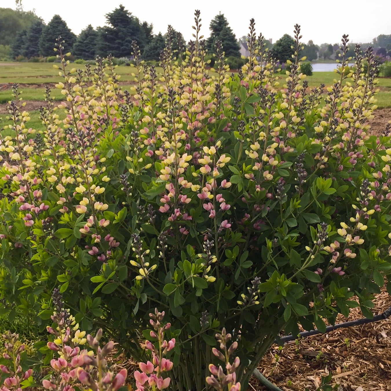 Proven Winners 1 Gallon, Decadence Deluxe 'Pink Lemonade' False Indigo (Baptisia), Live Plant, Pink and Yellow Flowers 1 Pack