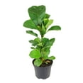 thumbnail image 3 of Ficus Lyrata - Fiddle Leaf Fig (8"+ Grower Pot) - Air-purifying Houseplant for Home and Office Decoration - Indoor Easy to Care Houseplant, 3 of 7