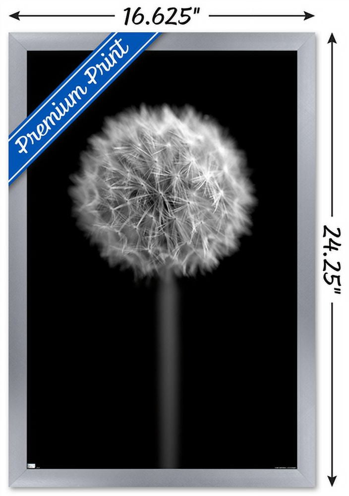 Tom Quartermaine - Black and White Dandelion