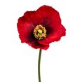 thumbnail image 1 of Red Poppy Garden Stem Artificial Flower, 1 of 1