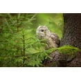 thumbnail image 2 of Zygmunt, Milan 14x11 Gold Ornate Wood Framed with Double Matting Museum Art Print Titled - Ural Owl, 2 of 4