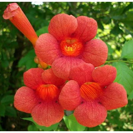 - Classy Groundcovers - Trumpet Creeper Trumpet Vine, Cow Itch Vine {10 Bare Root plants}