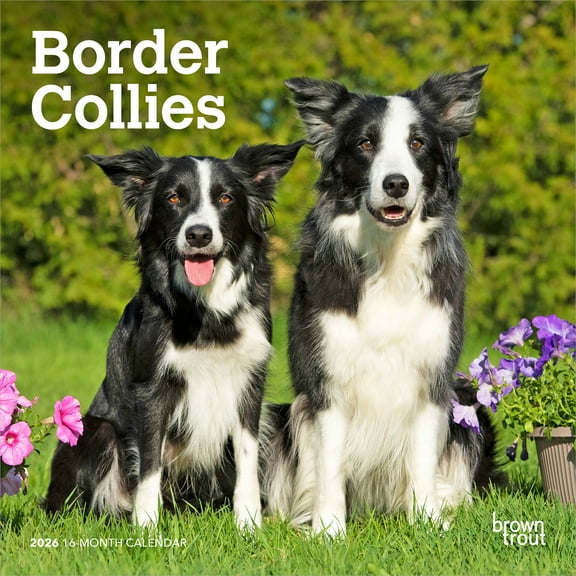 Border Collies | 2026 7x14" (Hanging) Monthly Mini Wall Calendar | BrownTrout