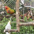 thumbnail image 4 of Soporte de madera para loros pequeños y medianos, M-para loros medianos ER, 4 of 5