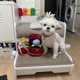 thumbnail image 2 of Squeak Plush Dog Toy, Interested Diamond Ring Case, Stuffed Pet Chew Soft Pet Supplies Dog Toy For Dog Wedding, 2 of 5