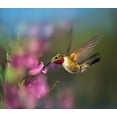 thumbnail image 2 of Fitzharris, Tim 29x26 White Modern Wood Framed Museum Art Print Titled - Broad Tailed Hummingbird at Penstemon, 2 of 4