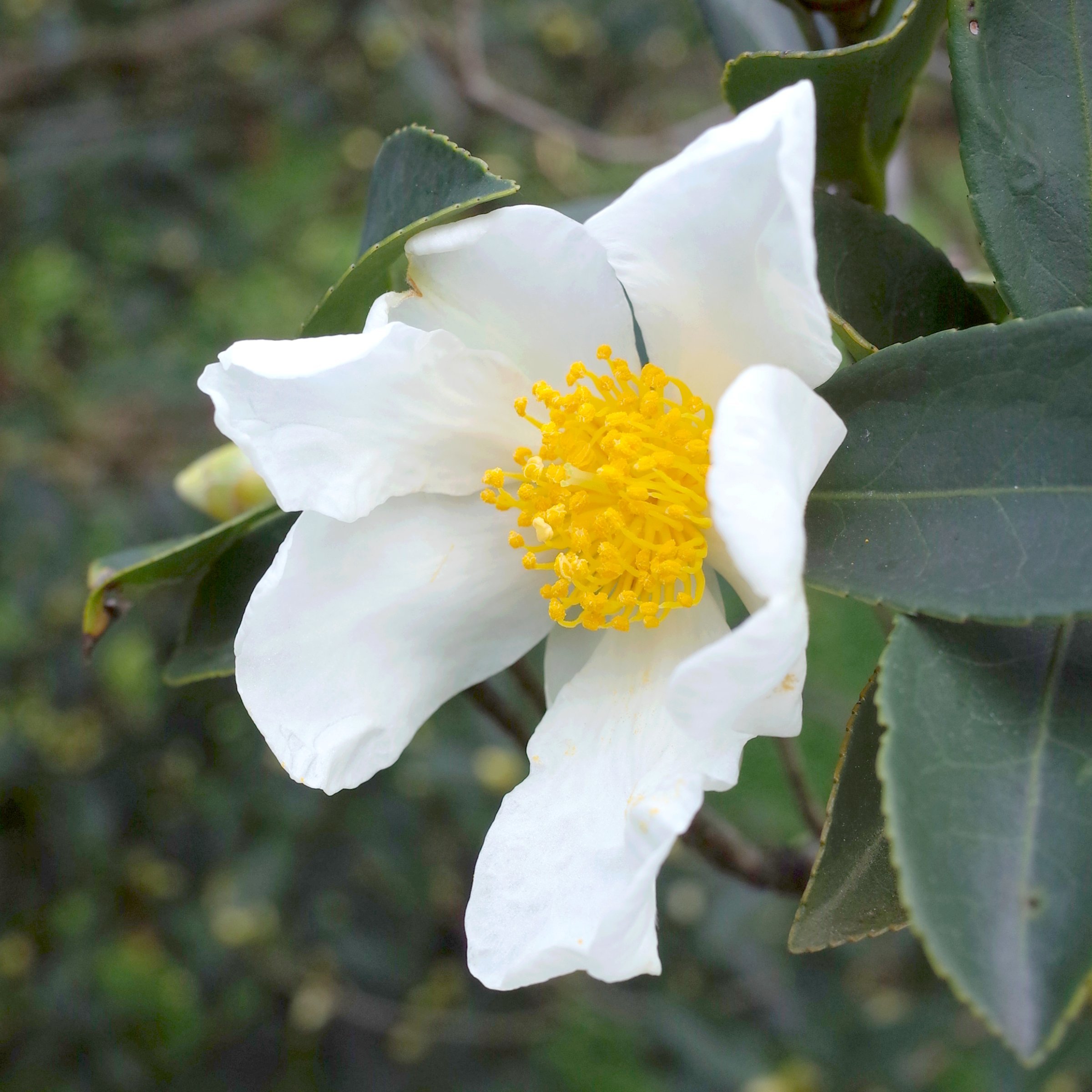 National Plant Network 3 gal. Camellia Sasanqua Northern Exposure Shrub