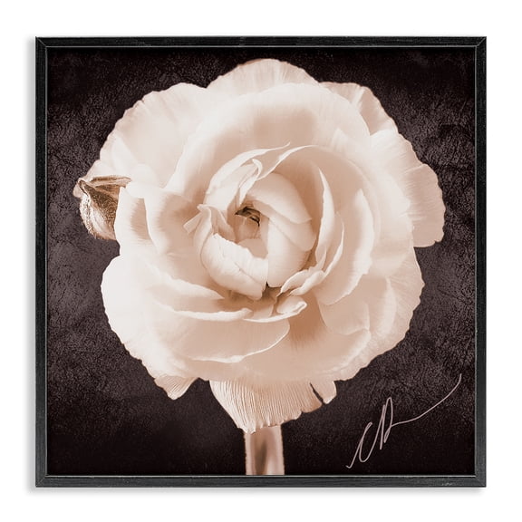 Stupell Industries Art Deco Vintage Rose Bloom Black Framed Giclee Art, 12 x 12, by Christine Zalewski