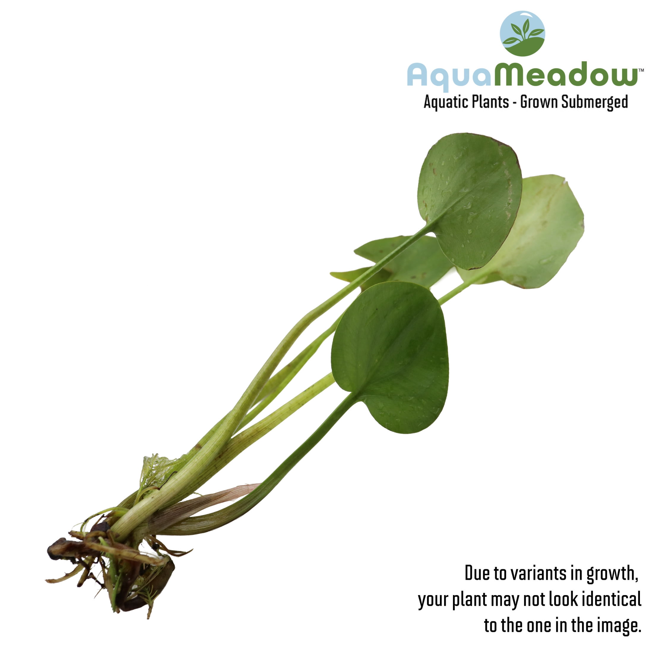 AquaMeadow Frogbit Surface Plant 3ct