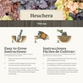 thumbnail image 6 of 1 gal. Magma Coral Bells (Heuchera), 6 of 9