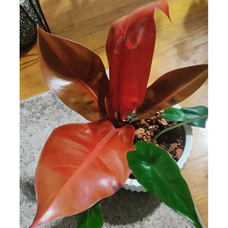 philodendron samtige blätter Philodendron hederaceum 'Micans Marble Variegata' main image 1