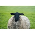 thumbnail image 2 of Su, Keren 18x13 White Modern Wood Framed Museum Art Print Titled - Blackface ewe-Northumberland-England-UK, 2 of 4
