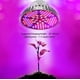thumbnail image 3 of Paquete de 2 luces LED para cultivo de plantas de 100 W, bombilla LED de espectro completo para el crecimiento de plantas de interior en invernaderos de hortalizas e hidroponía, luces de cultivo, 3 of 4