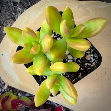 SEDUM COPPERTONE Succulent