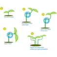 thumbnail image 5 of Pince en Rotin pour Branche de Vigne Outil de Support de Croissance Réglable à Basse Pression pour Jardin et Horticulture 20 Pcs, 5 of 5
