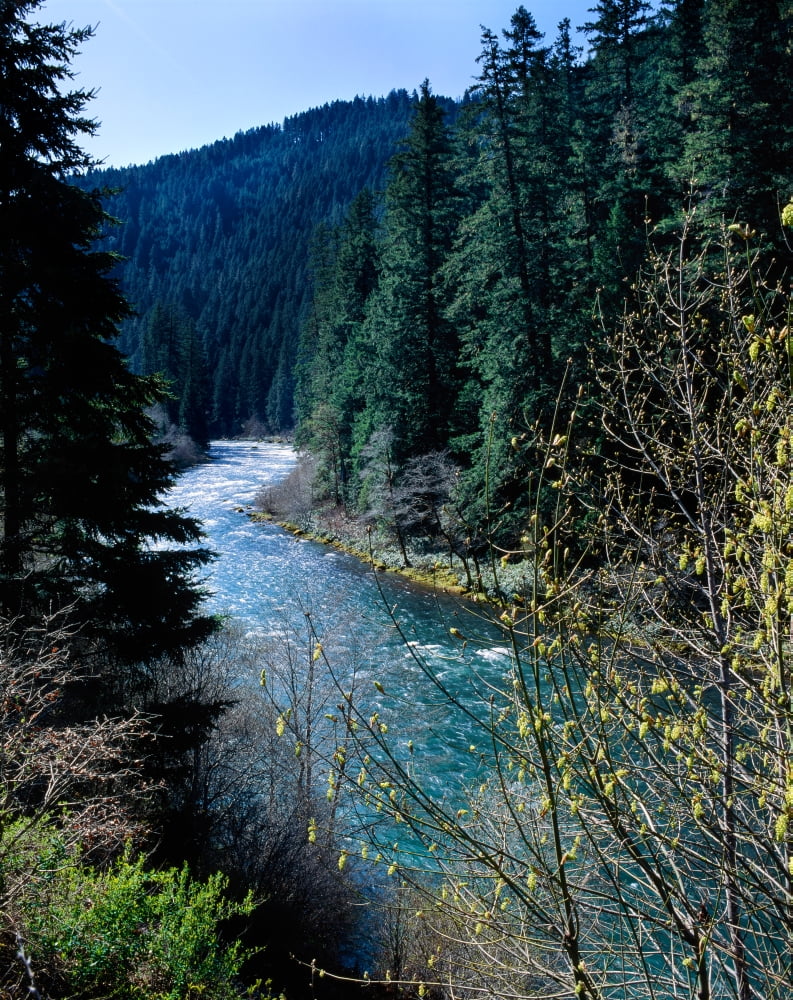 River flowing through a forest North Umpqua River Umpqua National