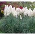 thumbnail image 2 of CZ Grain Giant White Pampas Grass Seeds, 100 seeds - Ornamental Grass for Landscaping or Decoration, 2 of 4