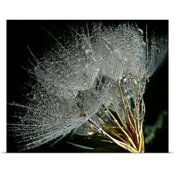 Great BIG Canvas Marija Jilek Poster Print entitled The Glow Of White Pearls In the Night