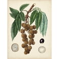 thumbnail image 3 of Vision Studio 12x14 Black Modern Framed Museum Art Print Titled - Antique Foliage and Fruit III, 3 of 5