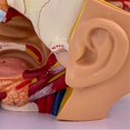 thumbnail image 2 of Human Anatomy Model Brain -Section Anatomy for Science Classroom Education Learning Teaching Display, 2 of 5