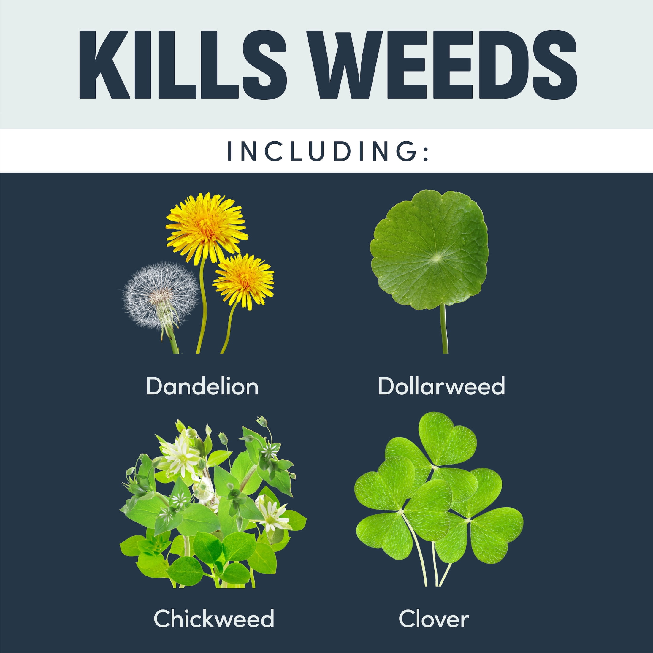 Image Weed Killer Foam 15OZ