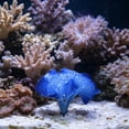 thumbnail image 5 of Blue Fish Tank Decoration, Glow-in-the-Dark Silicone Sea Anemone 4x3.5 Inches, Luminous Aquarium Decor Ornament for Fish Tank, Soft Flexible Tentacle Plant for Freshwater Saltwater, 5 of 6