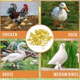 thumbnail image 3 of Chicken Leg Bands 100 Pieces Poultry Leg Rings 20mm Chicken Leg Tags Easy to Attach Leg Bands with Numbered 1 To100 for Ducks Chicks Pigeons Geese Quail, 3 of 7