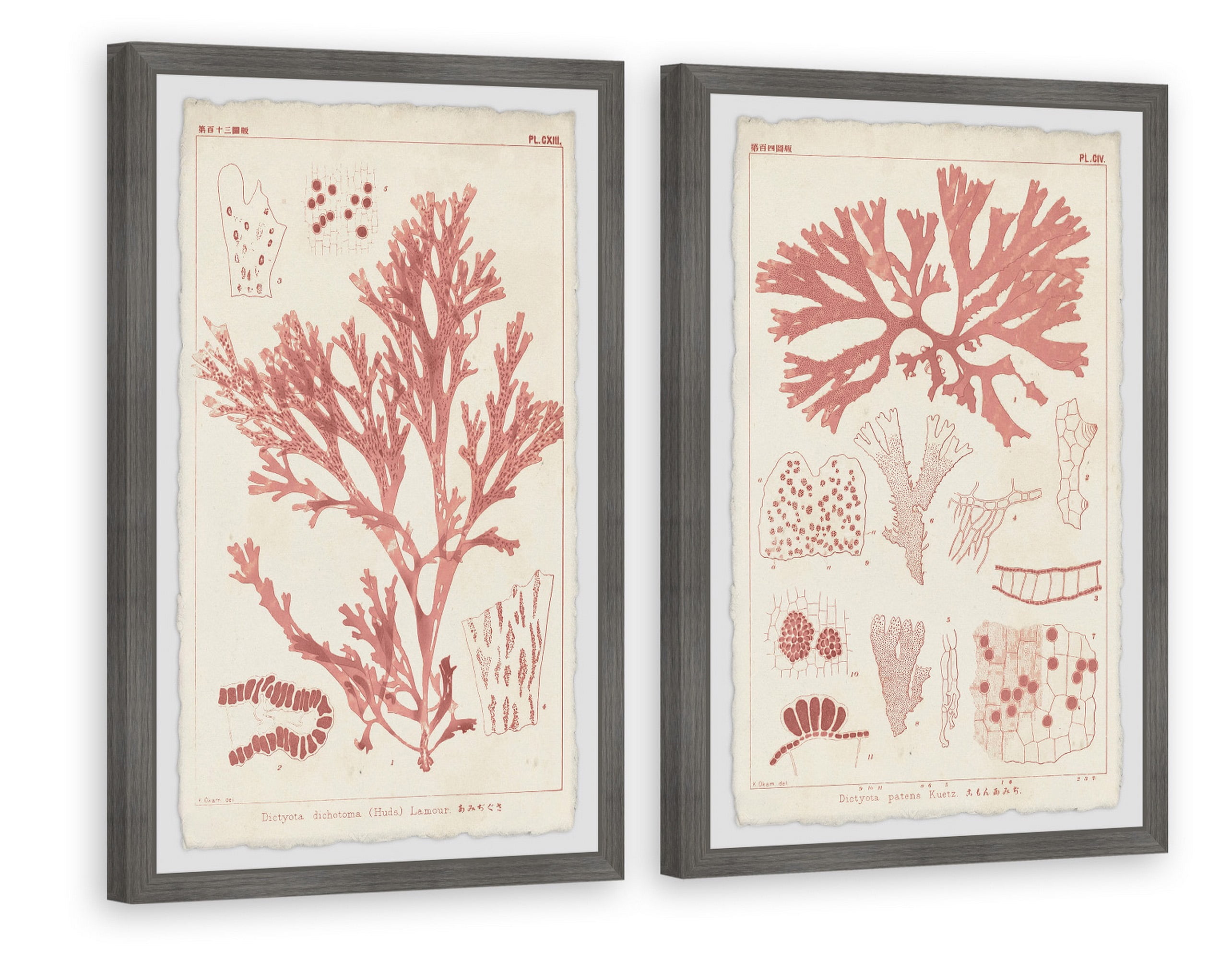 Marmont Hill Antique Coral Seaweed VIII Diptych