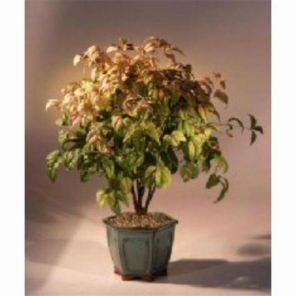 Bonsai Boy of   York d1320 Flowering Heavenly Bamboo Bonsai Tree - Nandina Domestica - Firepower