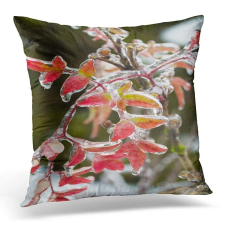 CMFUN Frozen Plants Covered in Thick Layer of Ice After Rare and Dangerous Winter Storm with Freezing Rain Pillow Case Pillow Cover 18x18