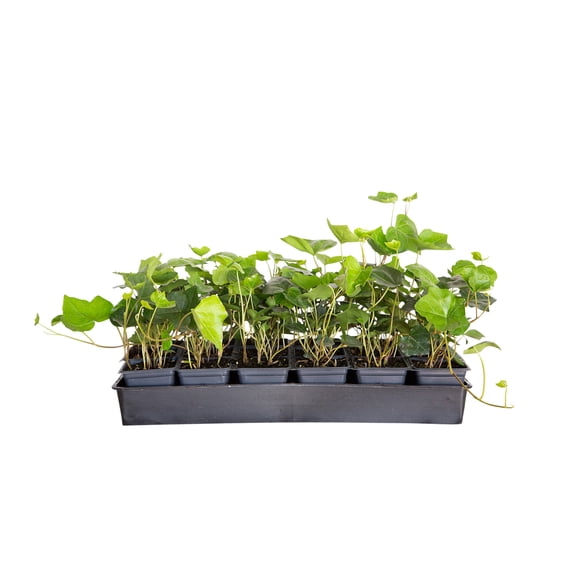 Expert Gardener English Ivy - 18 Pack (3.25 In. Pots) Evergreen Groundcover Vine - Full Sun to Part Sun Live Outdoor Plant