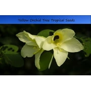 Tropical Seeds -Yellow Orchid Tree -5 Heirloom Seeds- Bauhinia tomentosa
