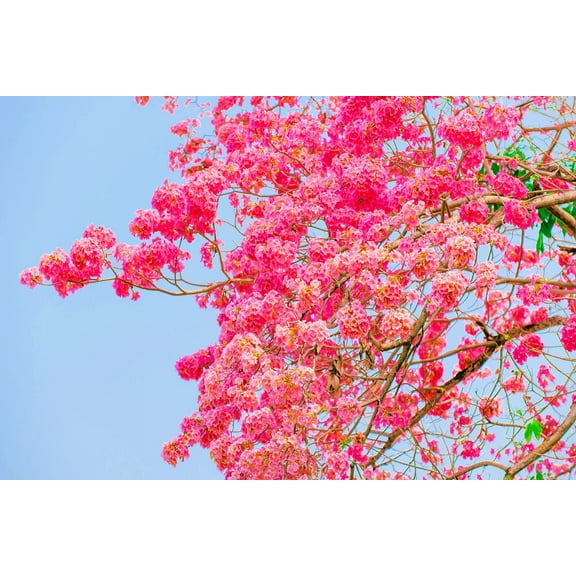 CZ Grain 30 Seeds Pink Trumpet Tree, Outdoor/Bonsai Specimen