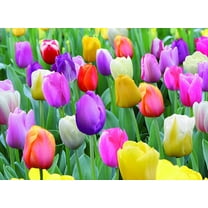 10 Mixed Pastel Tulip Bulbs,Perennial …