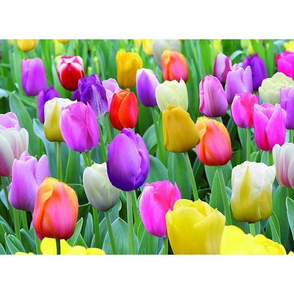10 Mixed Pastel Tulip Bulbs,Perennial …