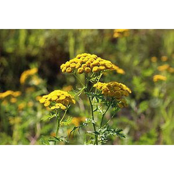 Tansy Plant, (Tanacetum vulgare) in a 2.5-inch pot | ORGANIC