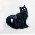 thumbnail image 2 of Atelier B Art Studio 12x12 White Modern Wood Framed Museum Art Print Titled - FURRY BLACK WATERCOLOR CAT, 2 of 4