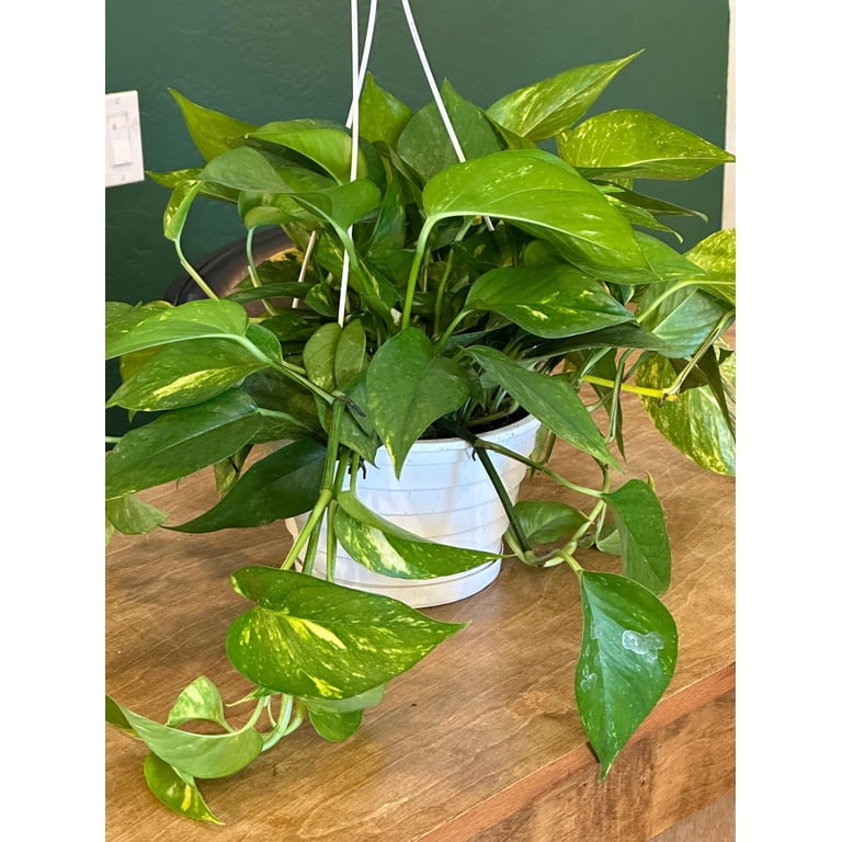 RedCrocus Hawaiian Pothos- Trailing Indoor Plant with Variegated  Heart-Shaped Leaves, Pet Friendly, Easy Care for Living Rooms & Offices 6"  Pot