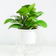 SPRING PARK Self Watering Planter, Violet Pots, Clear Plastic Automatic-Watering Planter Flower Pot Plant Pot for All House Plants, Succulents, Herb, African Violets