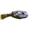 Fahaka Puffer Unsexed, Live Fish 2-3in