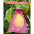 thumbnail image 1 of Gardiens de Fruits, 100 Pcs Sacs de Protection pour Récolte Précieuse, Double Ouverture de Harnais Assure une Fermeture Sécurisée, Maille Fine Garde les Insectes à Distance, Léger et Respirant pour Tous les Fruits, 1 of 6