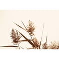 thumbnail image 3 of Larson, Nathan 24x17 Black Modern Framed Museum Art Print Titled - Country Grasses I, 3 of 5