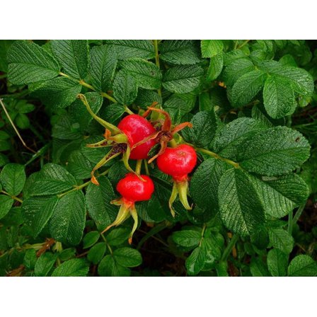 30 Sea Tomato Seeds for Planting - Rosa Rugosa