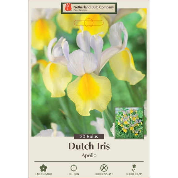 Apollo Dutch Iris 20 Bulbs - Multiply Rapidly - NEW - 8/9 cm Bulbs